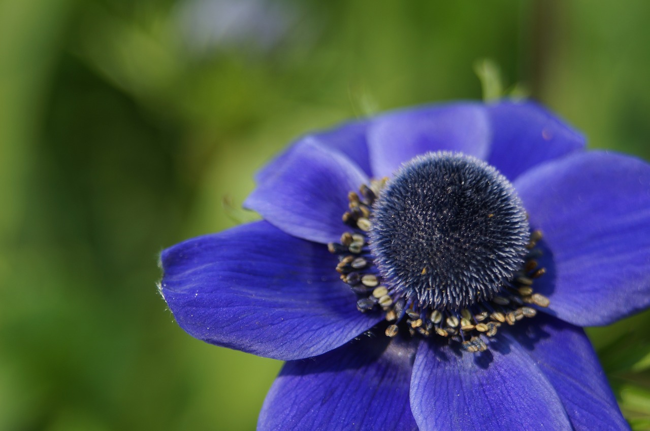 flower  blue  natural free photo