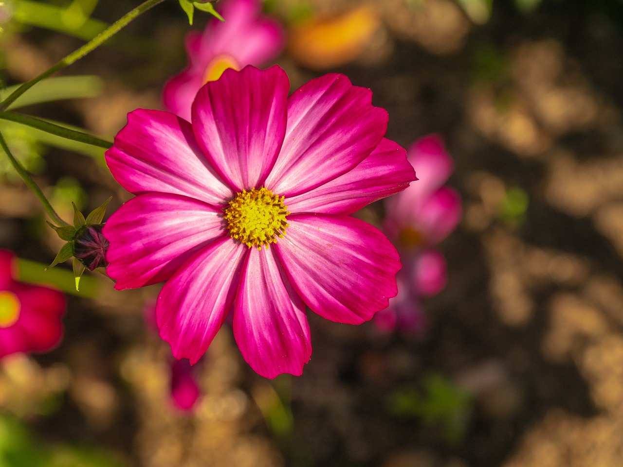 flower  flowers  petals free photo