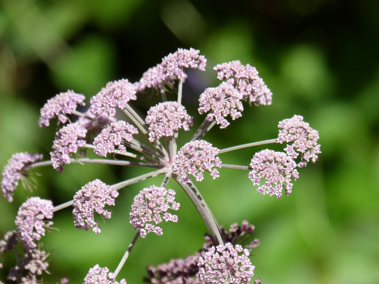 flower  beauty  purple free photo