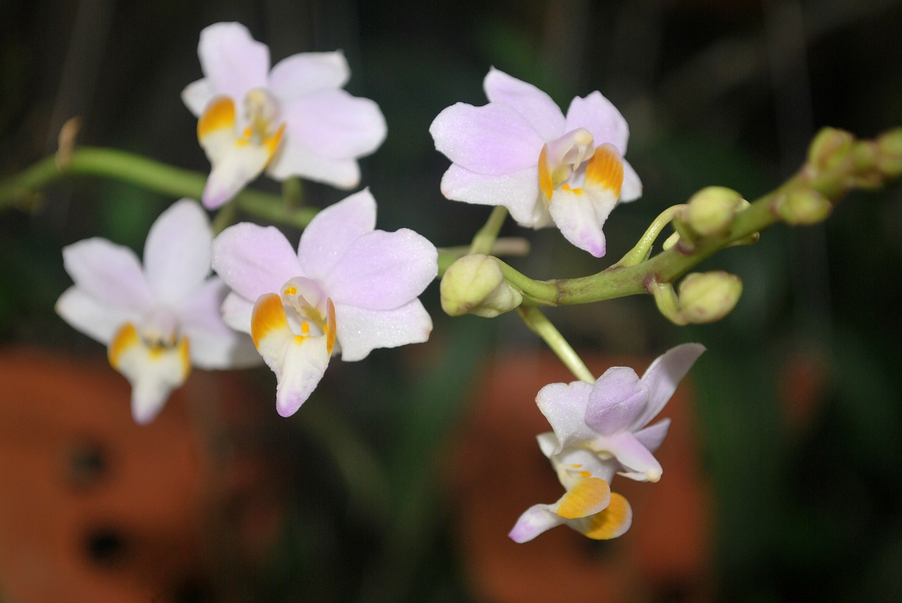 flower  orchids  rolling free photo