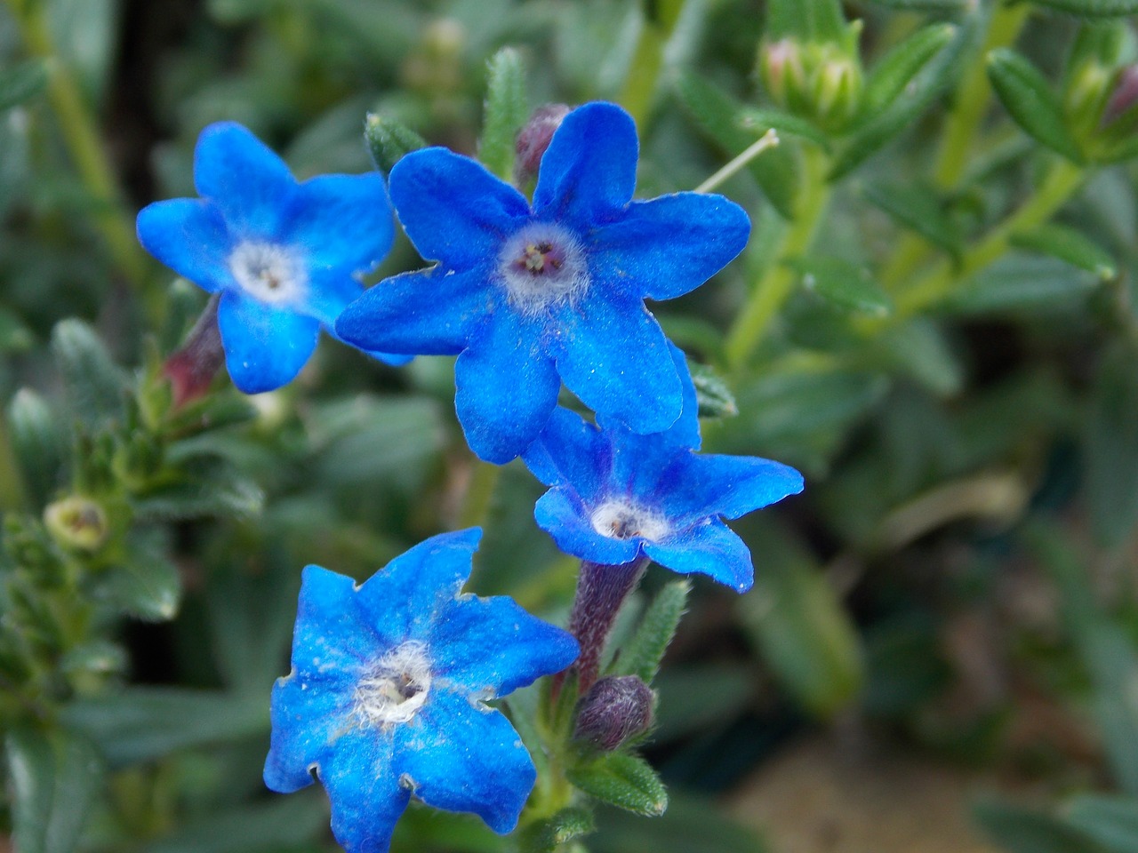 flower blue spring free photo