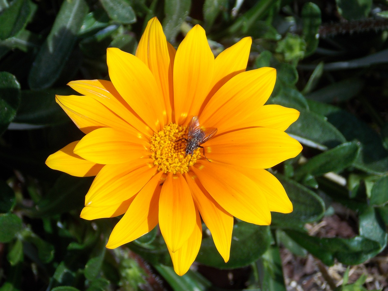 blossom bloom yellow free photo