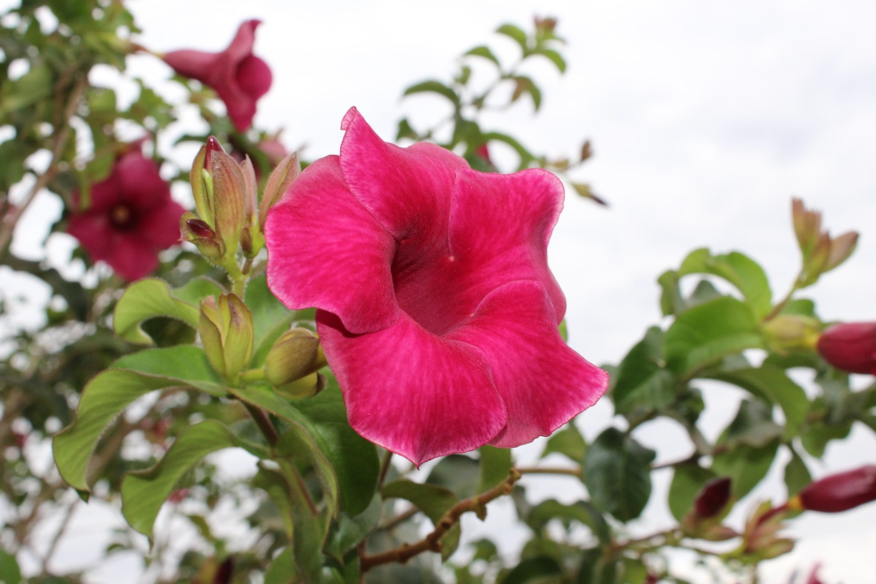 flower  pink  rosa free photo