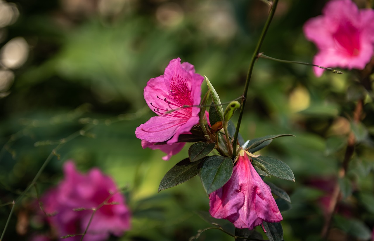 flower  plant  purple free photo