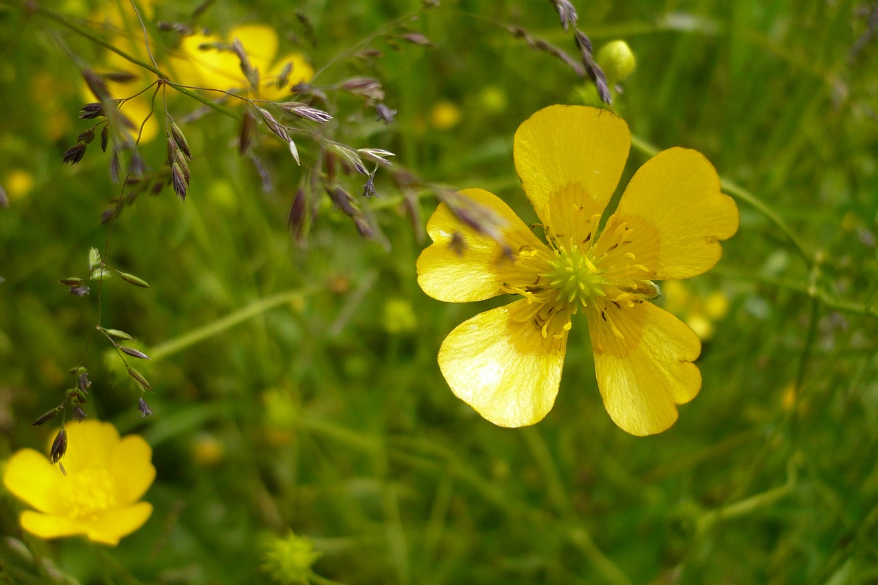 flower  yellow  meadow free photo