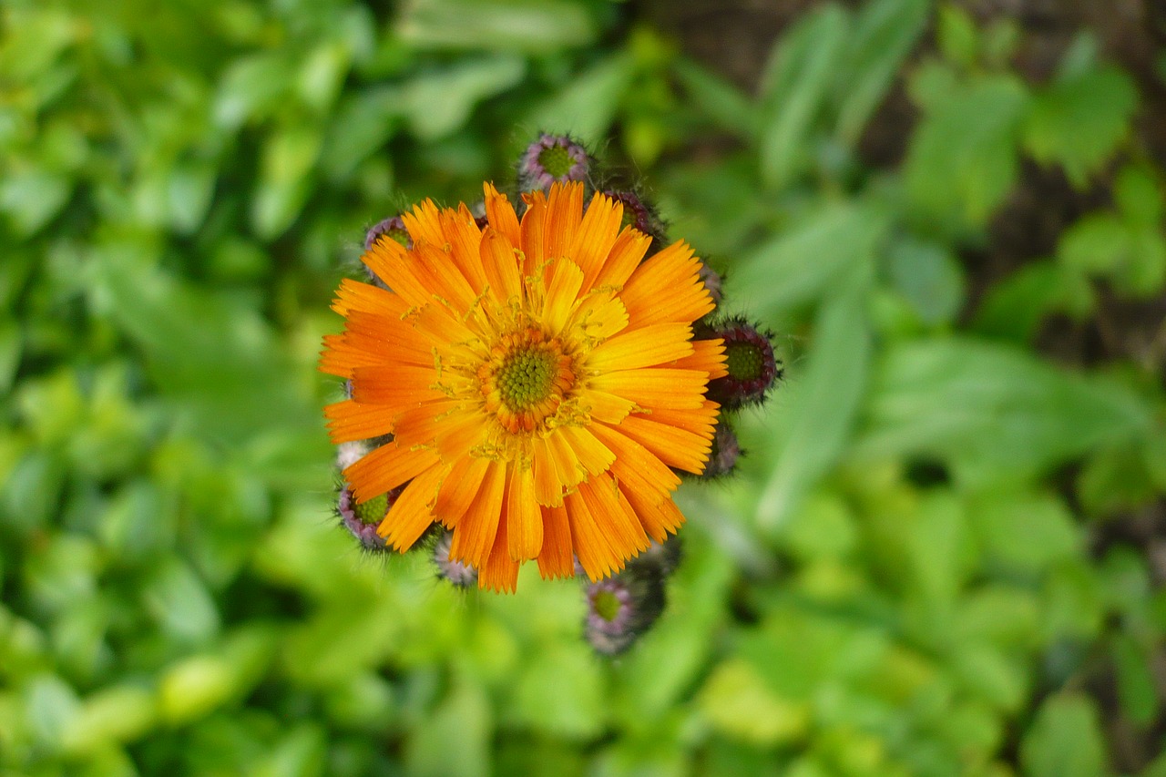 flower  orange  macro free photo