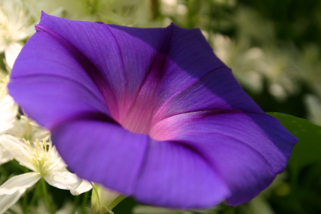 flower bloom macro free photo