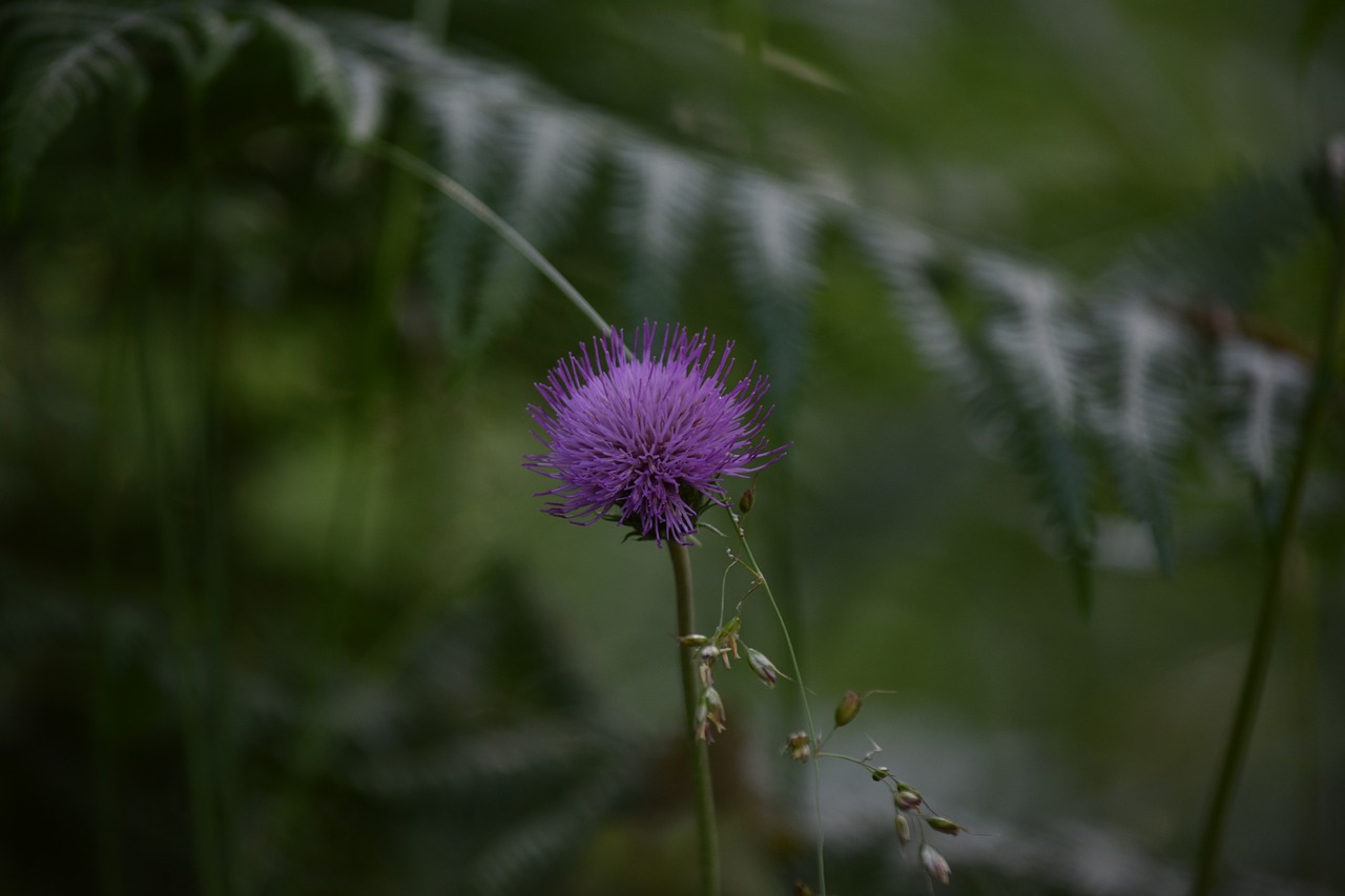 flower  wild  nature free photo