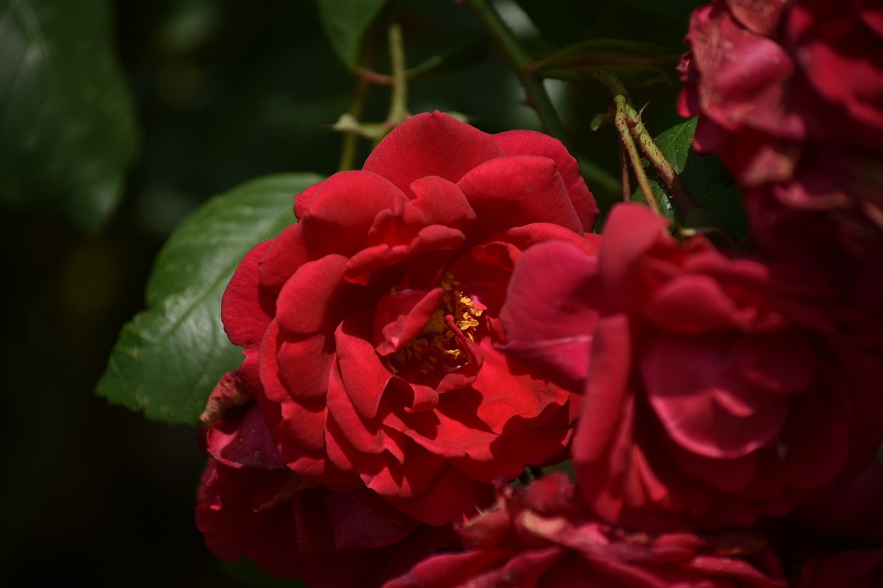 flower  plant  rosa free photo