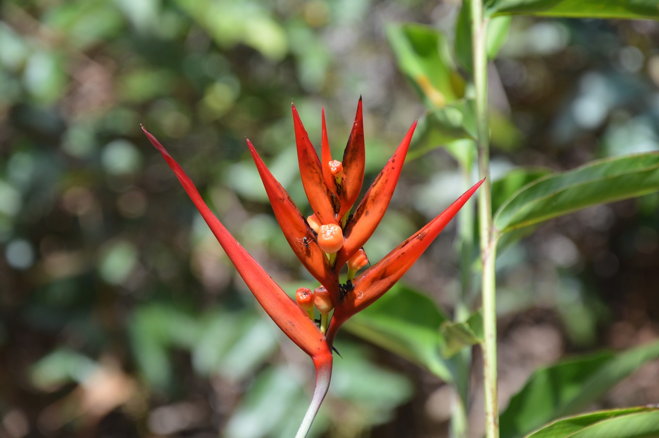 flower  nature  orange free photo