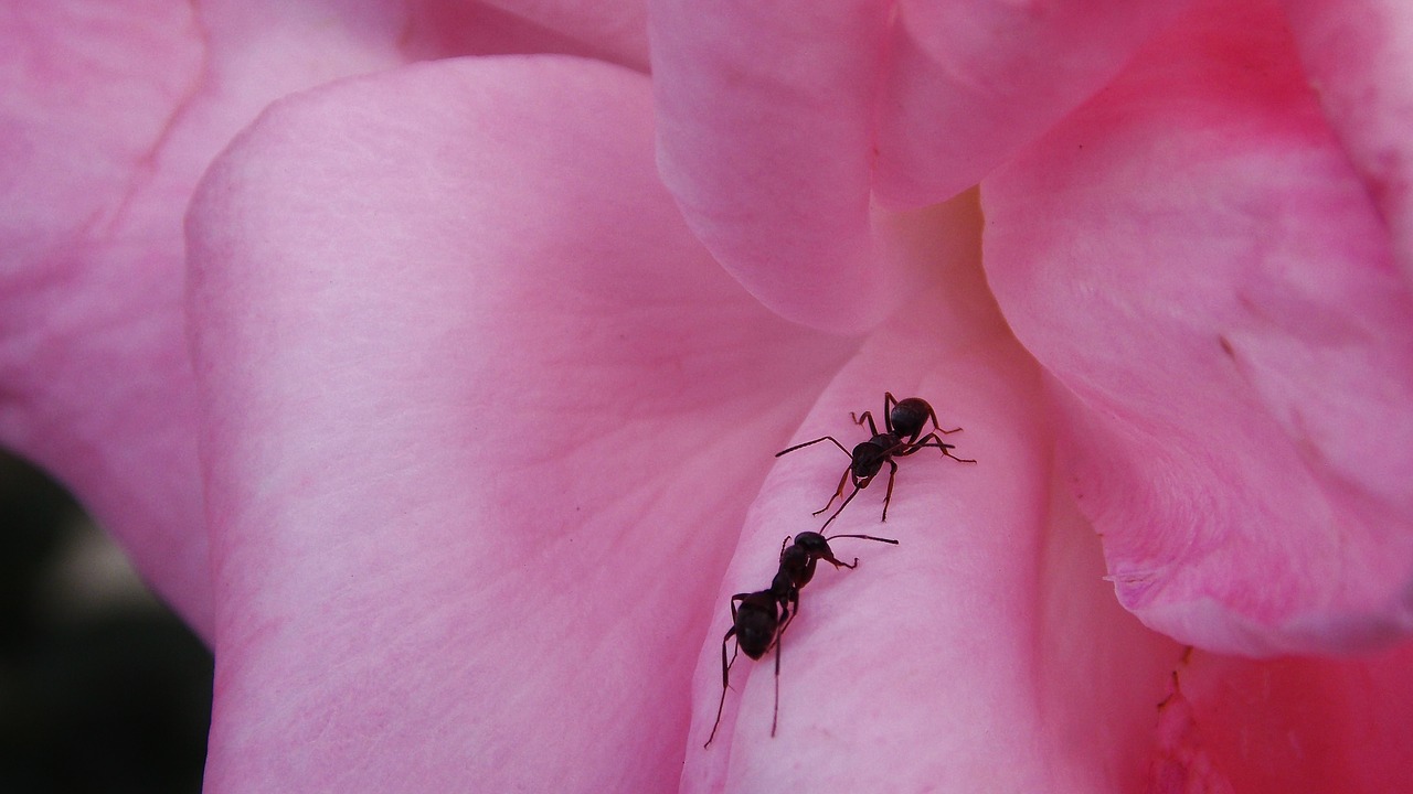 flower  ants  insects free photo