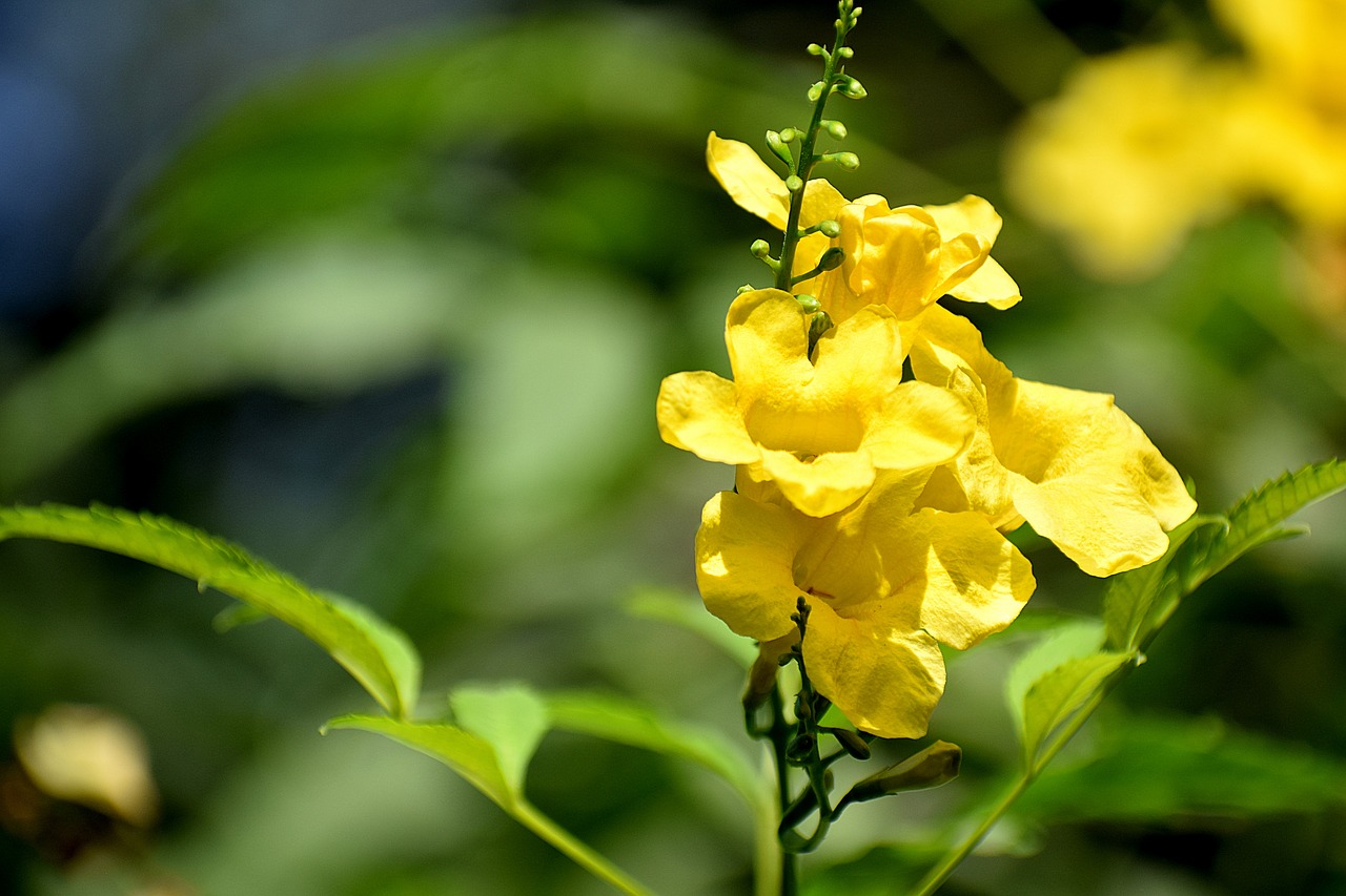 flower  leaves  branch free photo