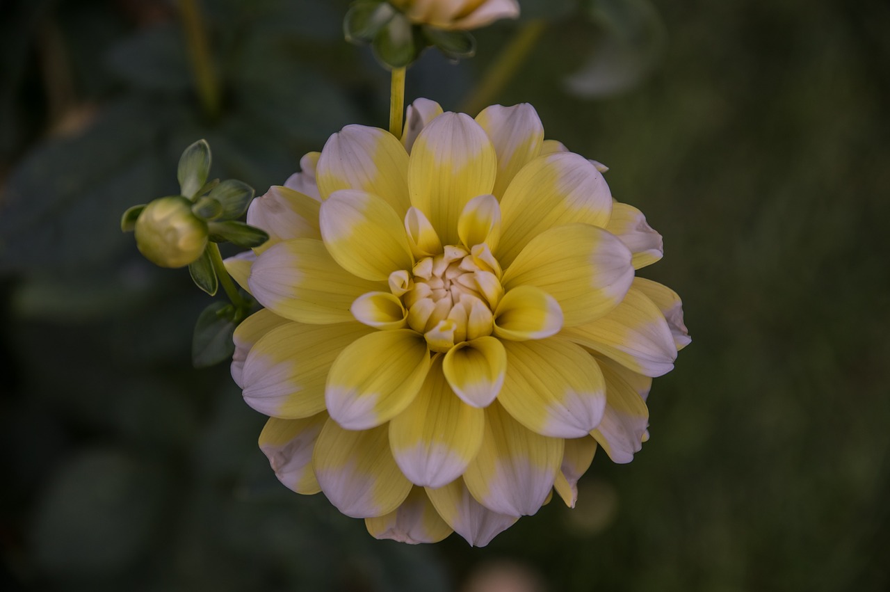 flower  dahlia  blossom free photo