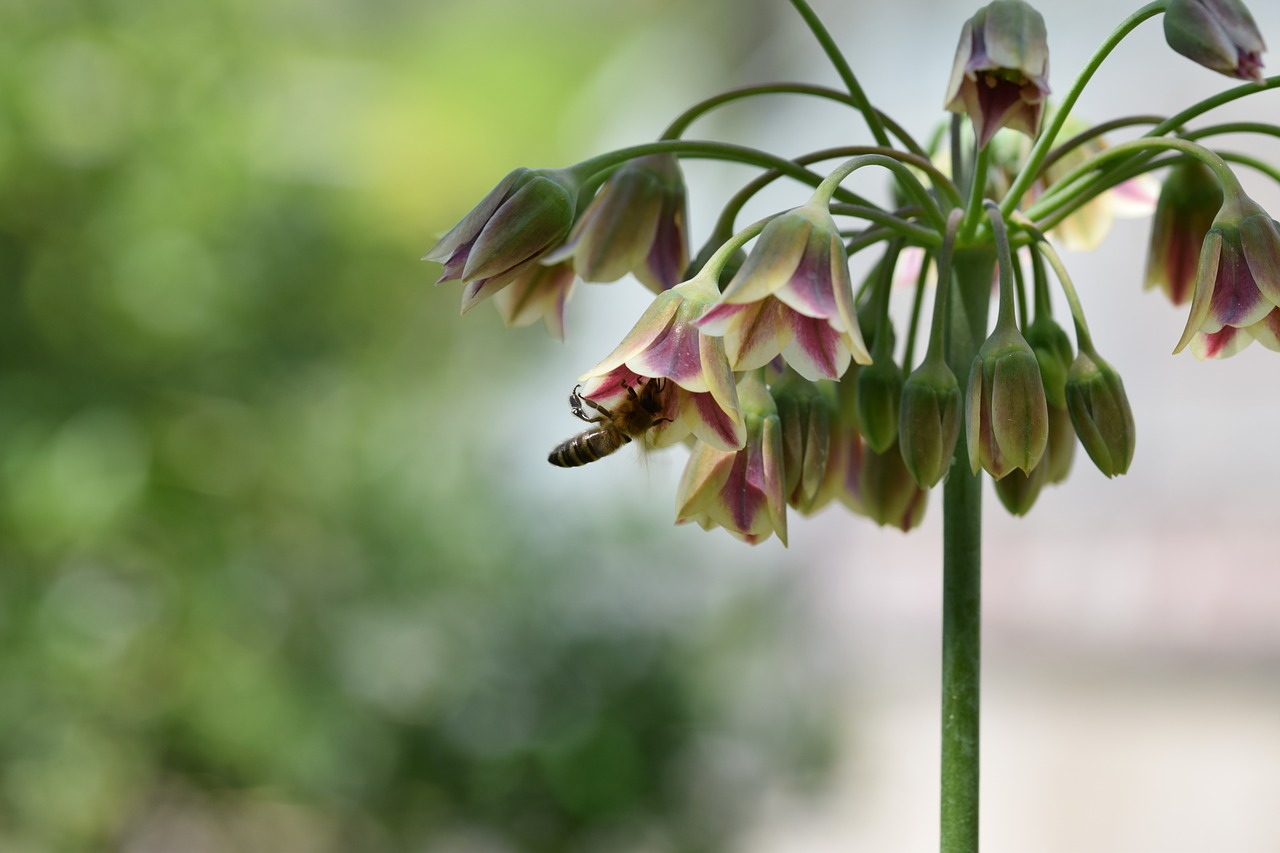 flower  bee  nature free photo