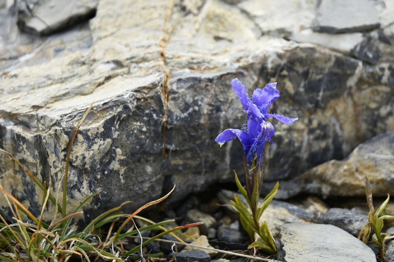 flower  stone  rock free photo