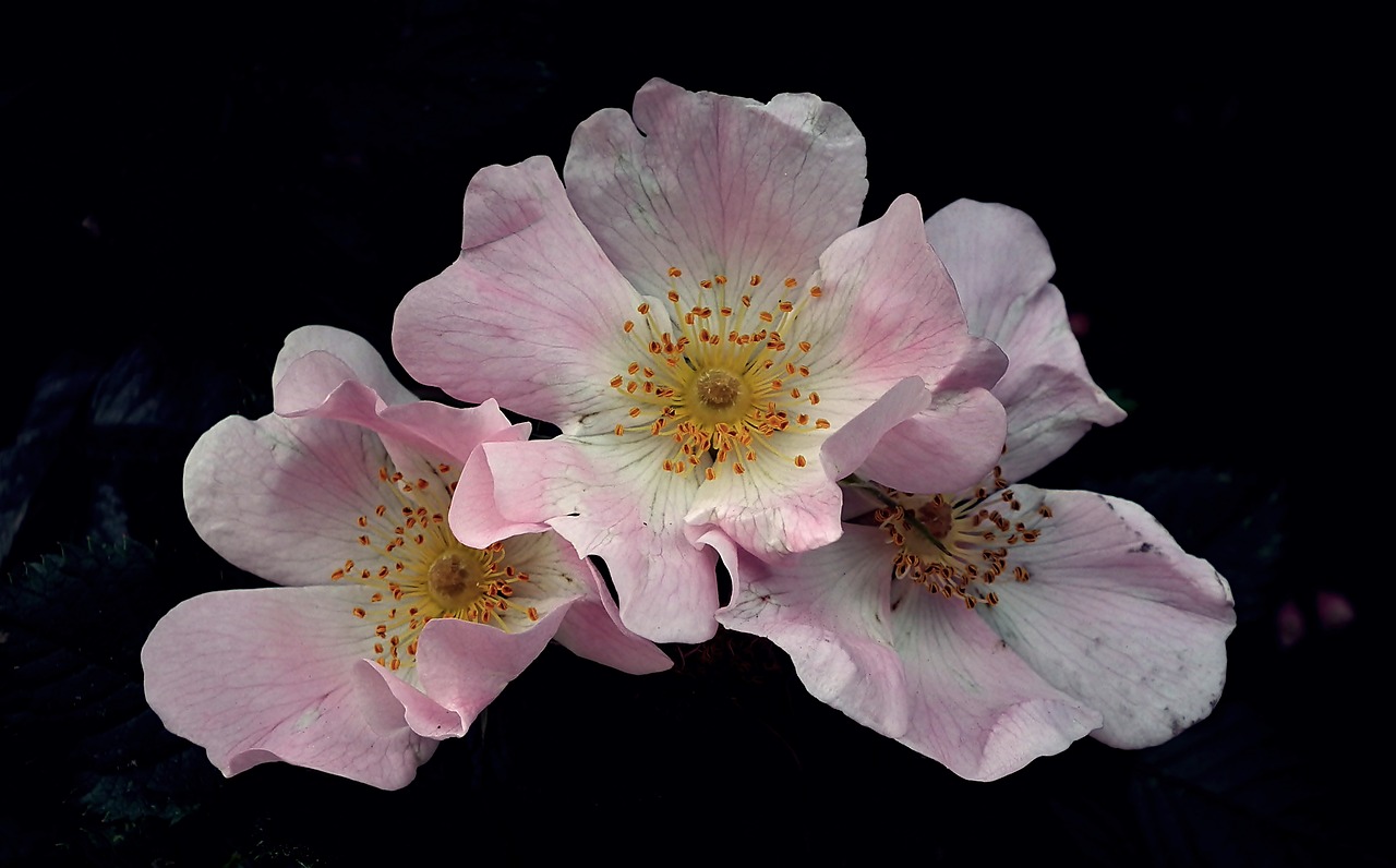 flower  wild rose  meadow free photo