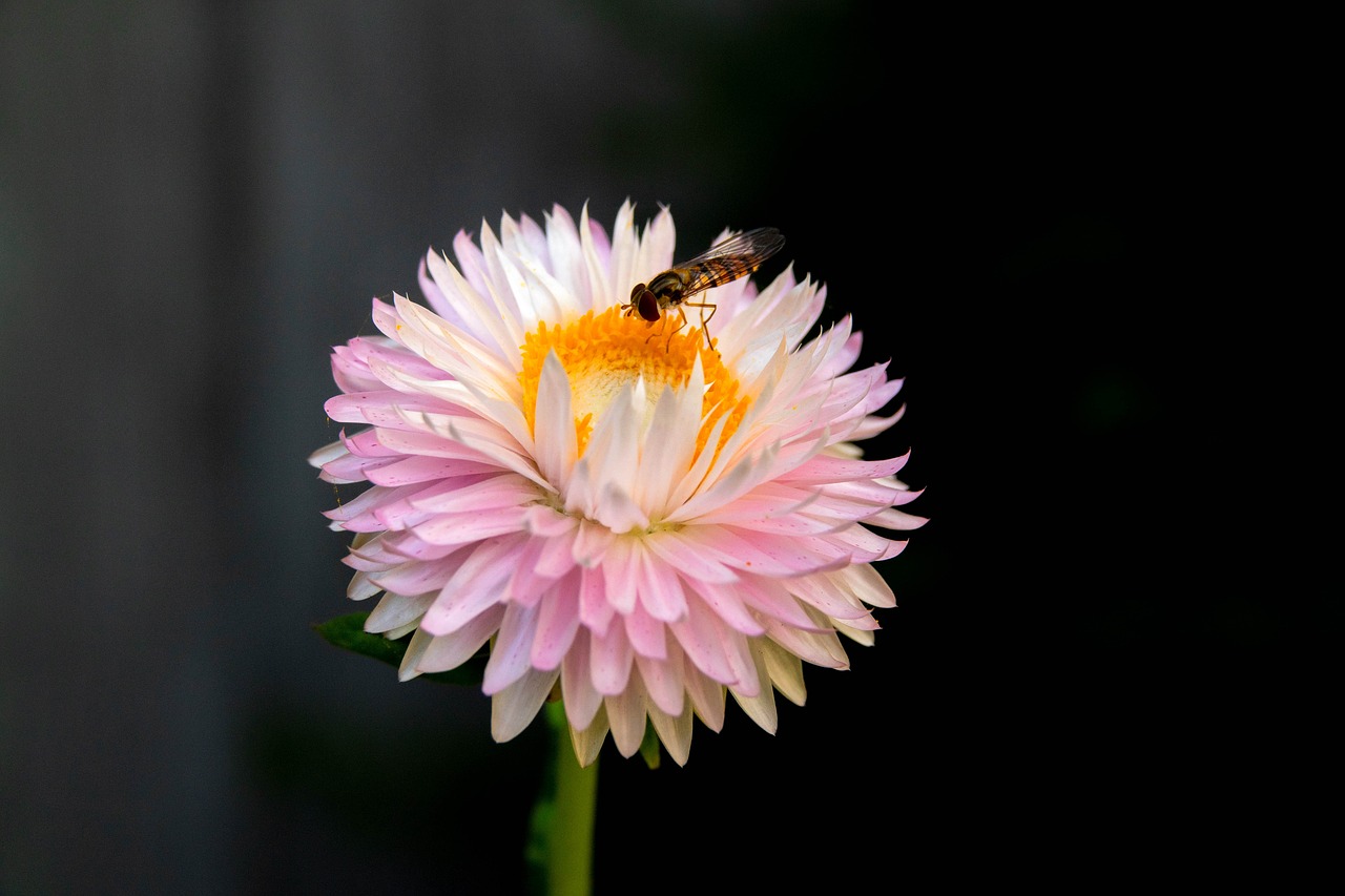 flower  insect  blossom free photo