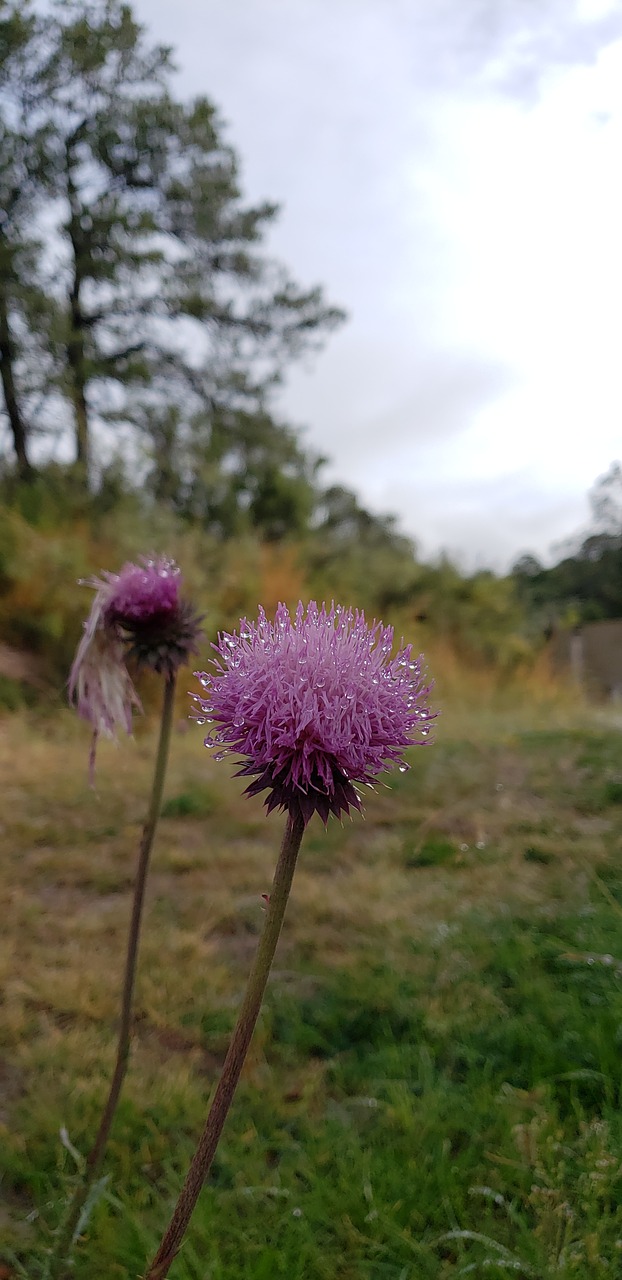 flower  milkweed  purple free photo