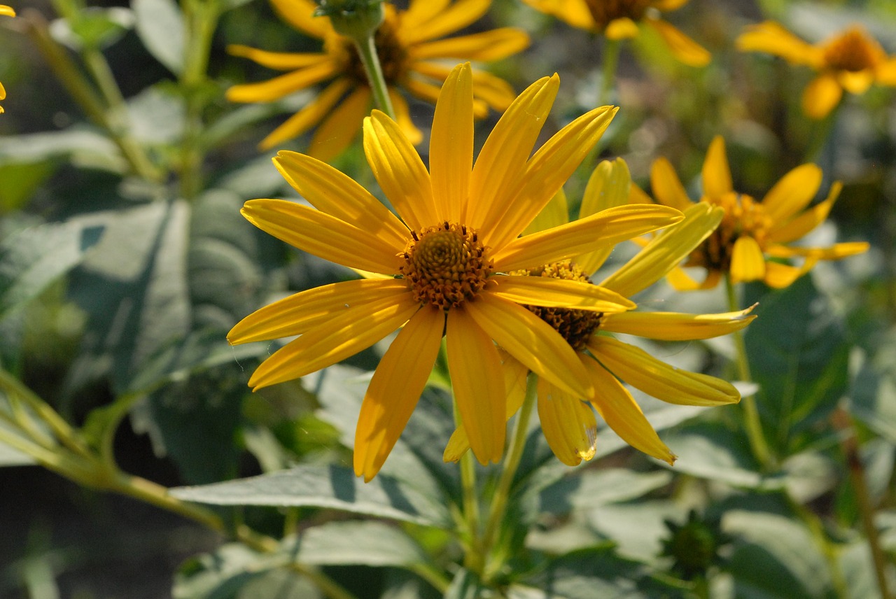 flower  yellow  garden free photo