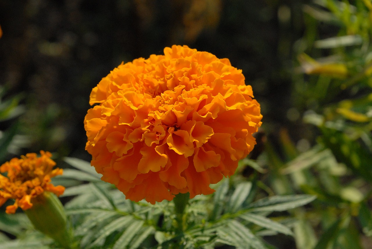 flower  orange  garden free photo