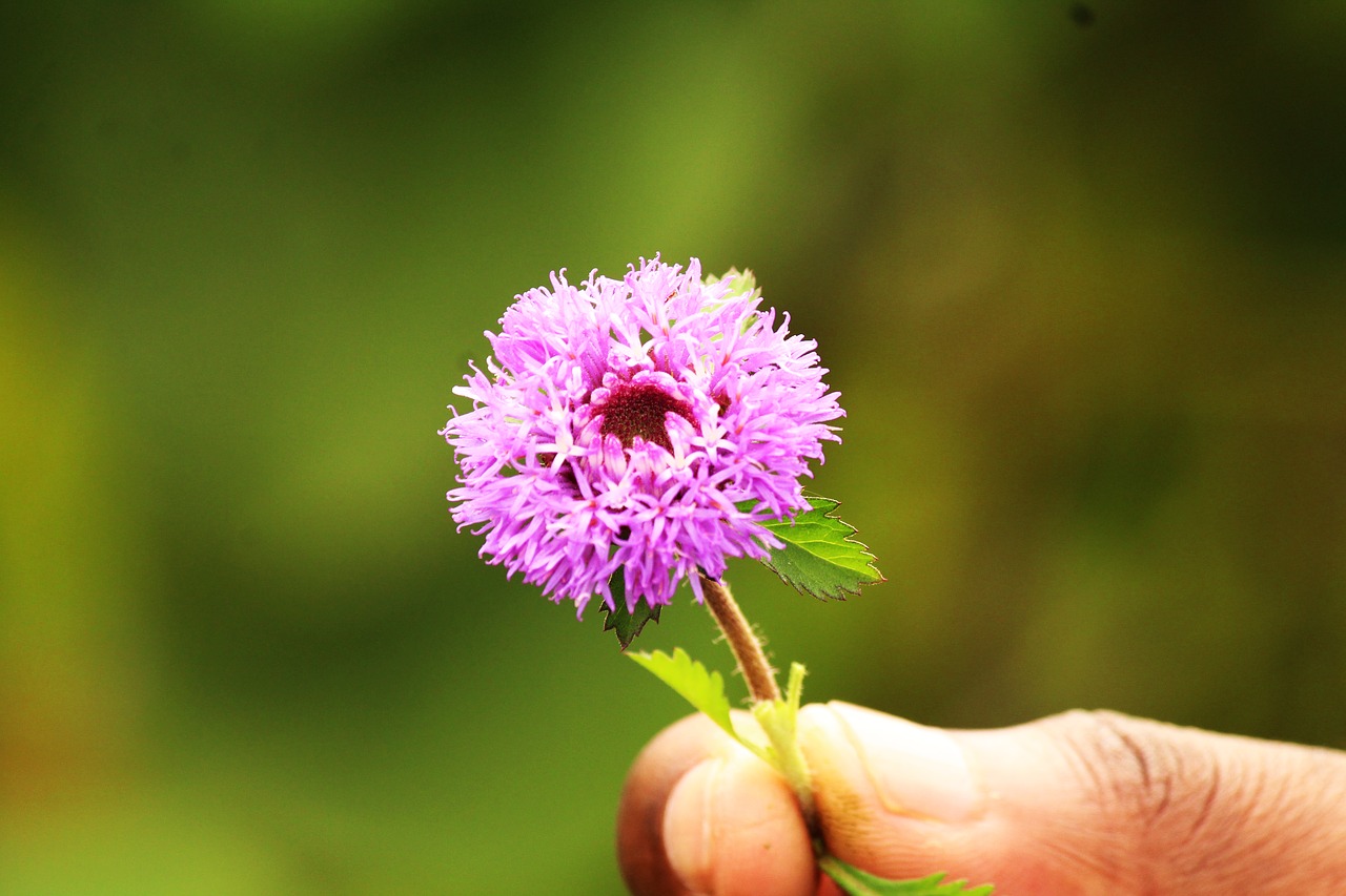 flower  pink  nature free photo