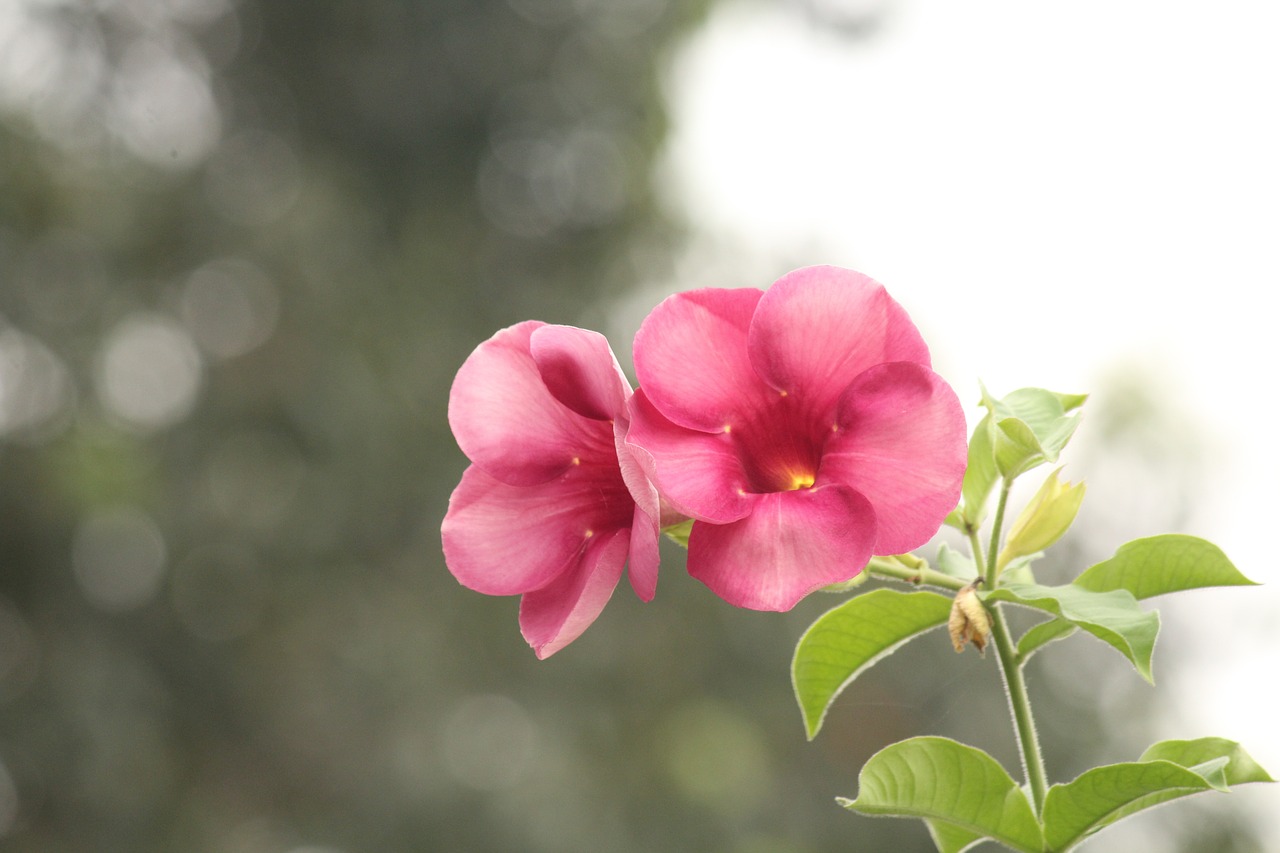 flower  pink  nature free photo