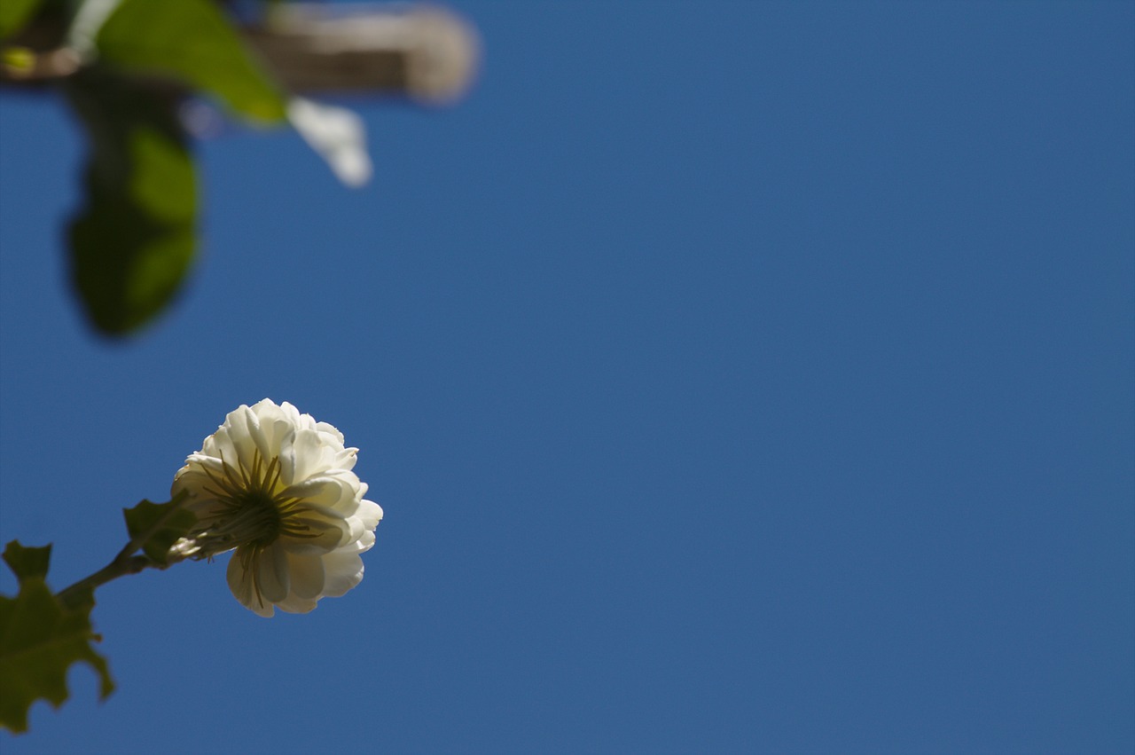 flower petals plant free photo