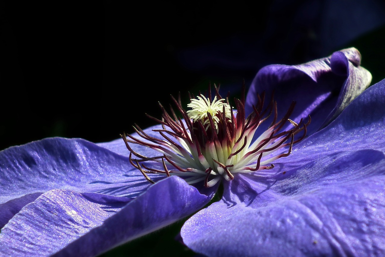 flower  clematis  nature free photo