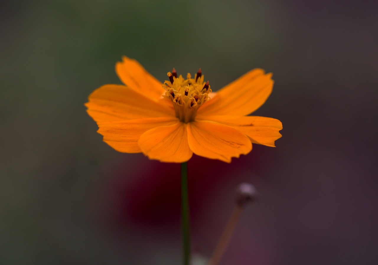 flower  orange  petals free photo