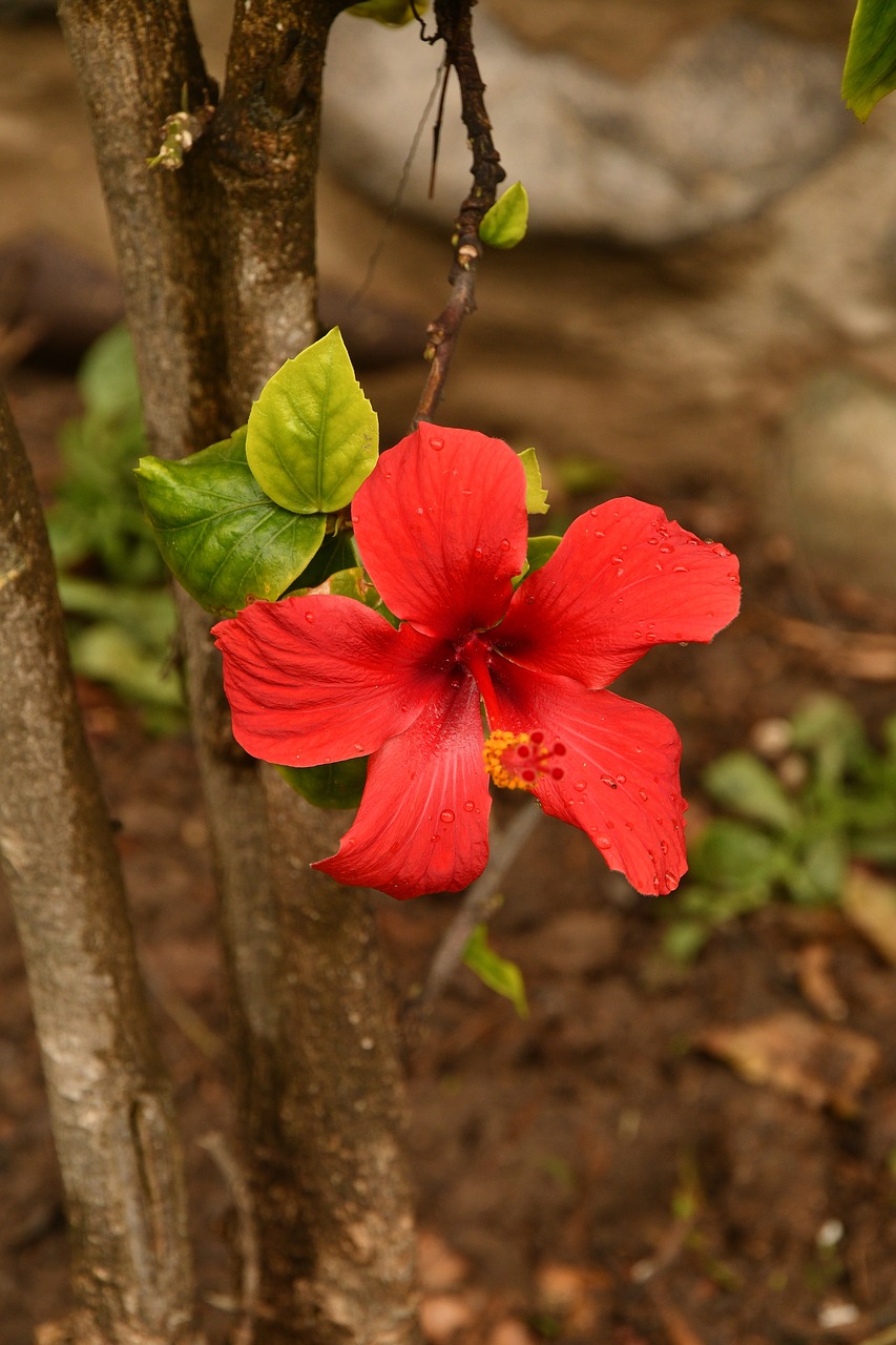 flower  blossom  bloom free photo