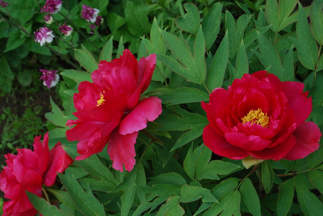 flower  red  nature free photo