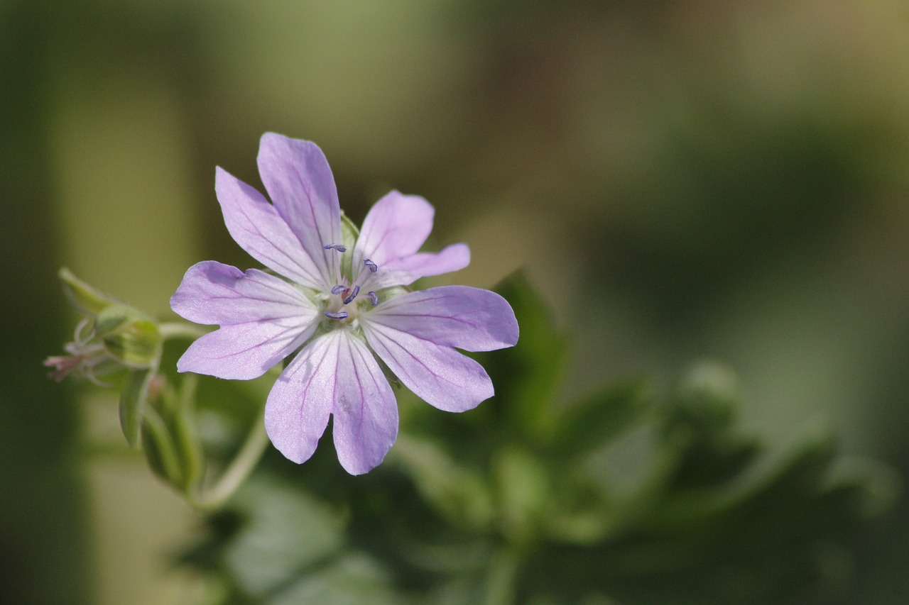 flower  purple  plant free photo