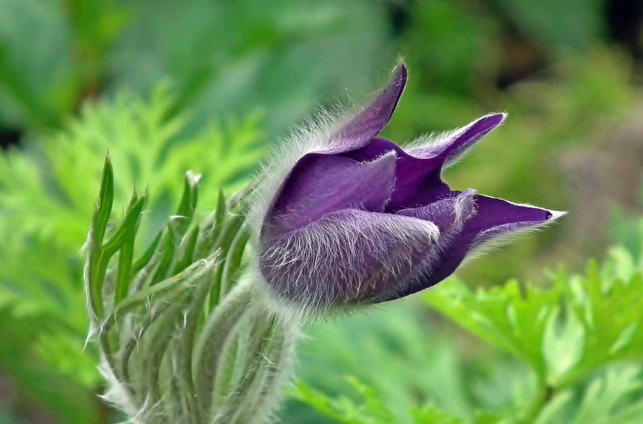 flower  sasanka  spring free photo