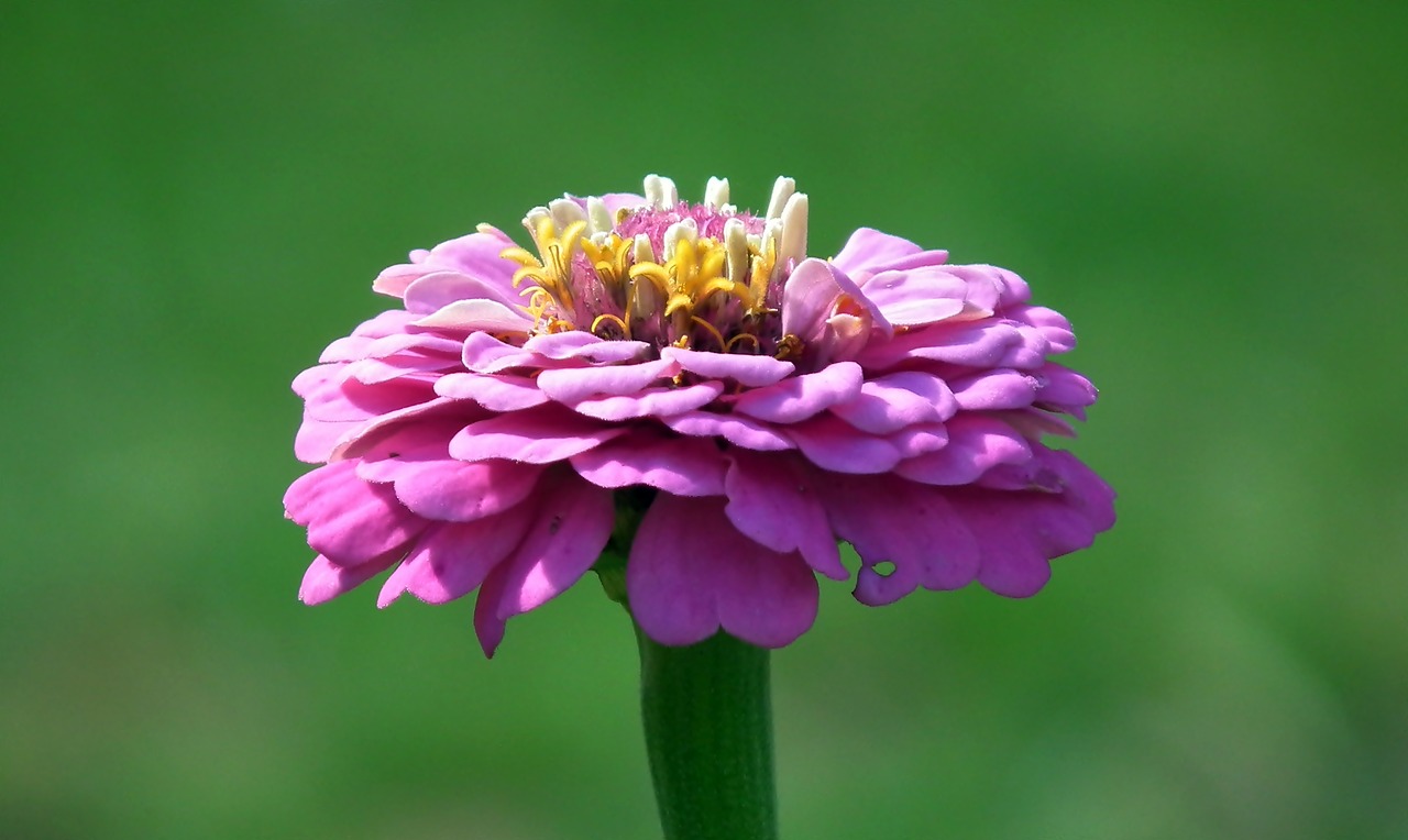 flower  zinnia  nature free photo