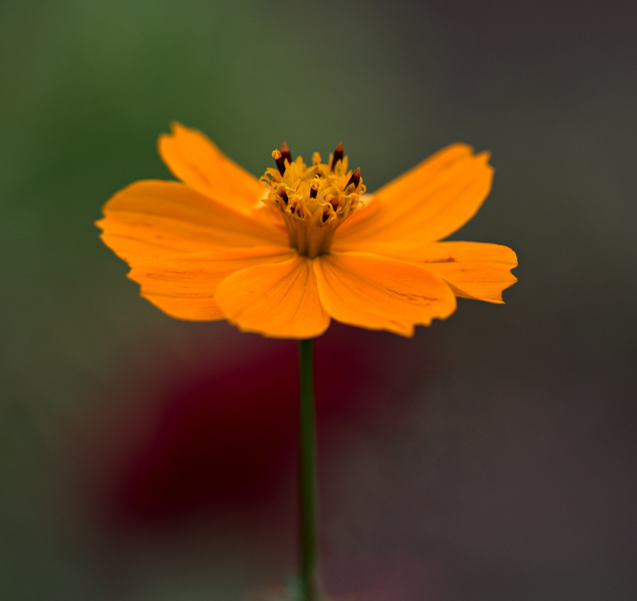 flower  orange  petals free photo