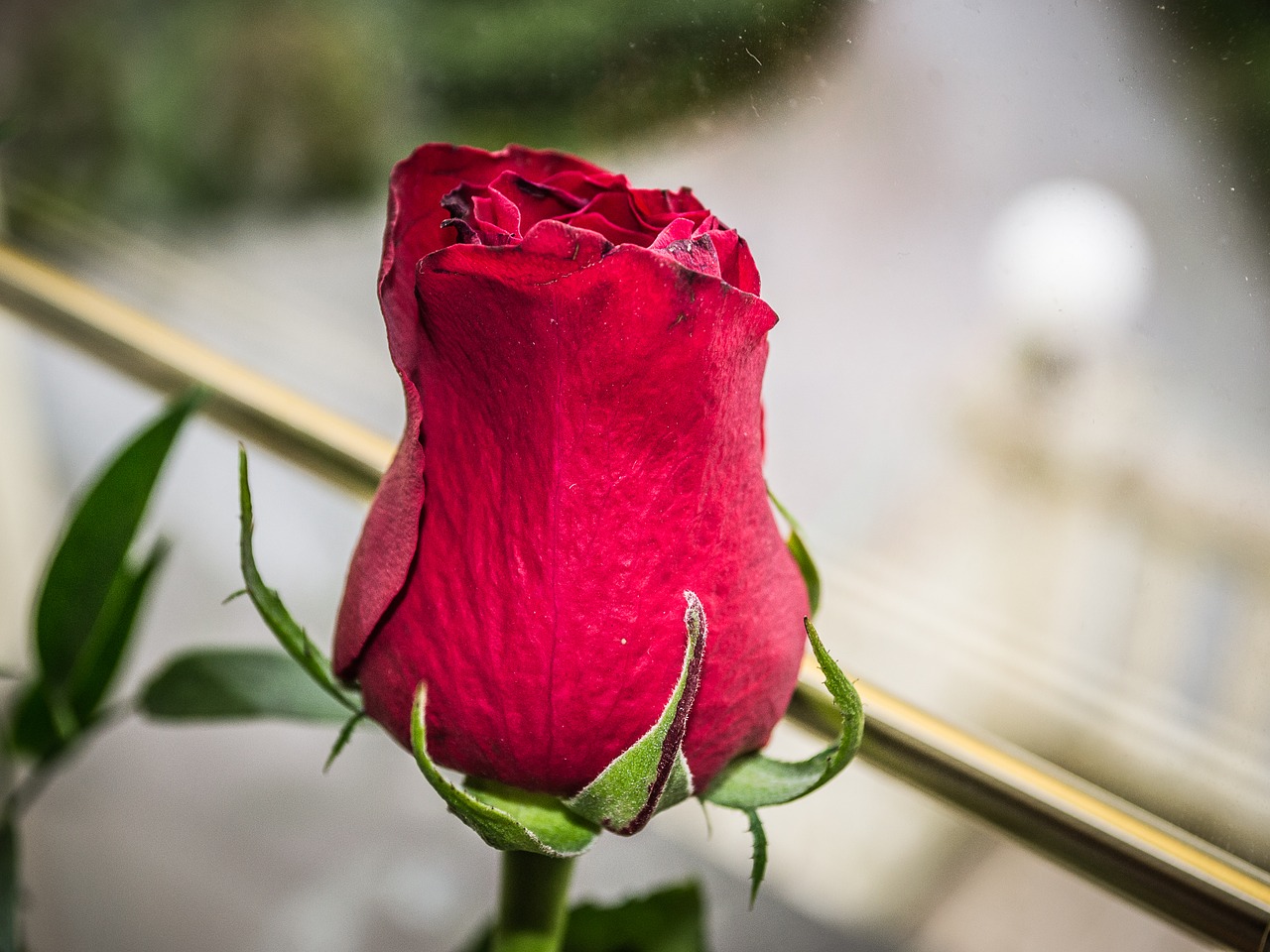 flower  bud  rose free photo