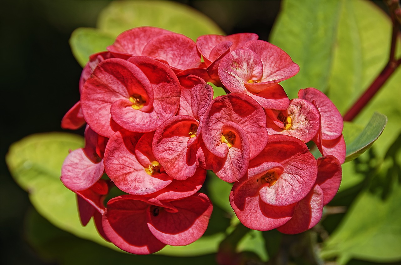 flower  blossom  bloom free photo