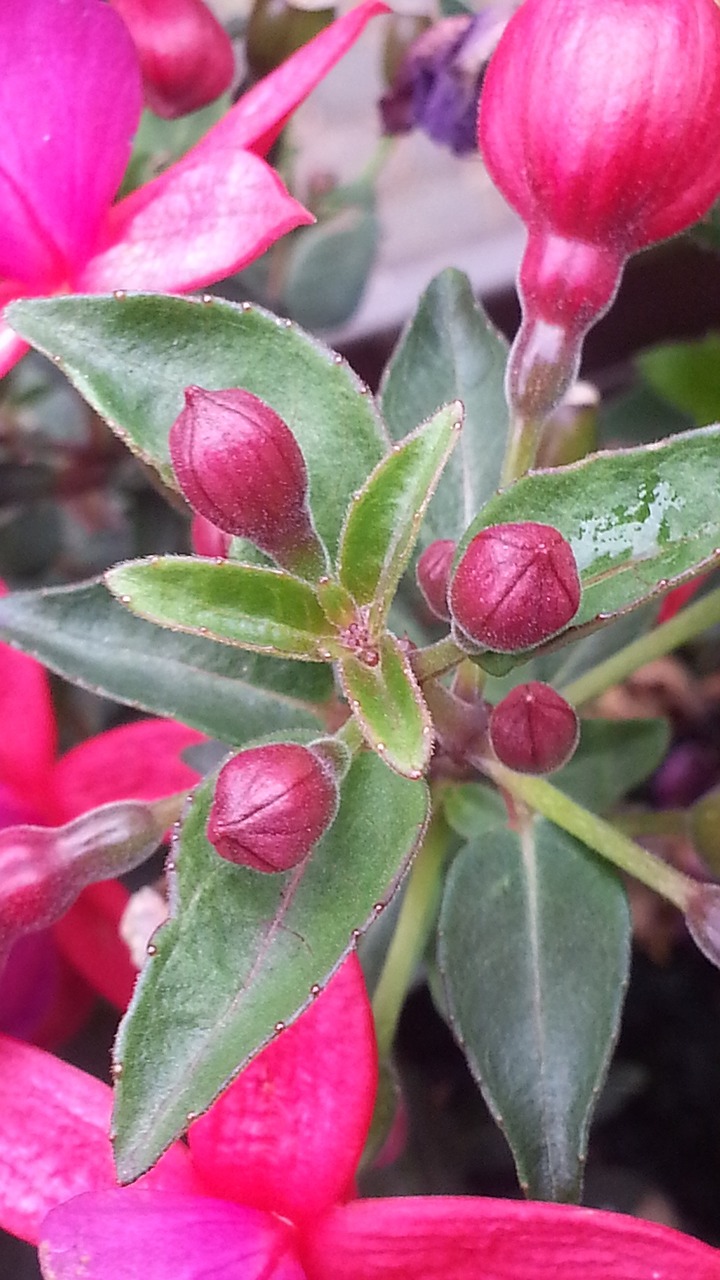 flower red blossom free photo