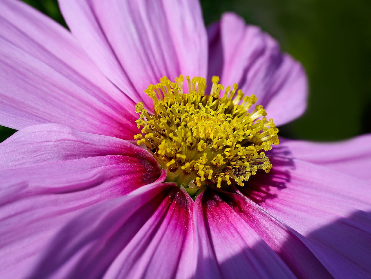 blossom bloom nature free photo