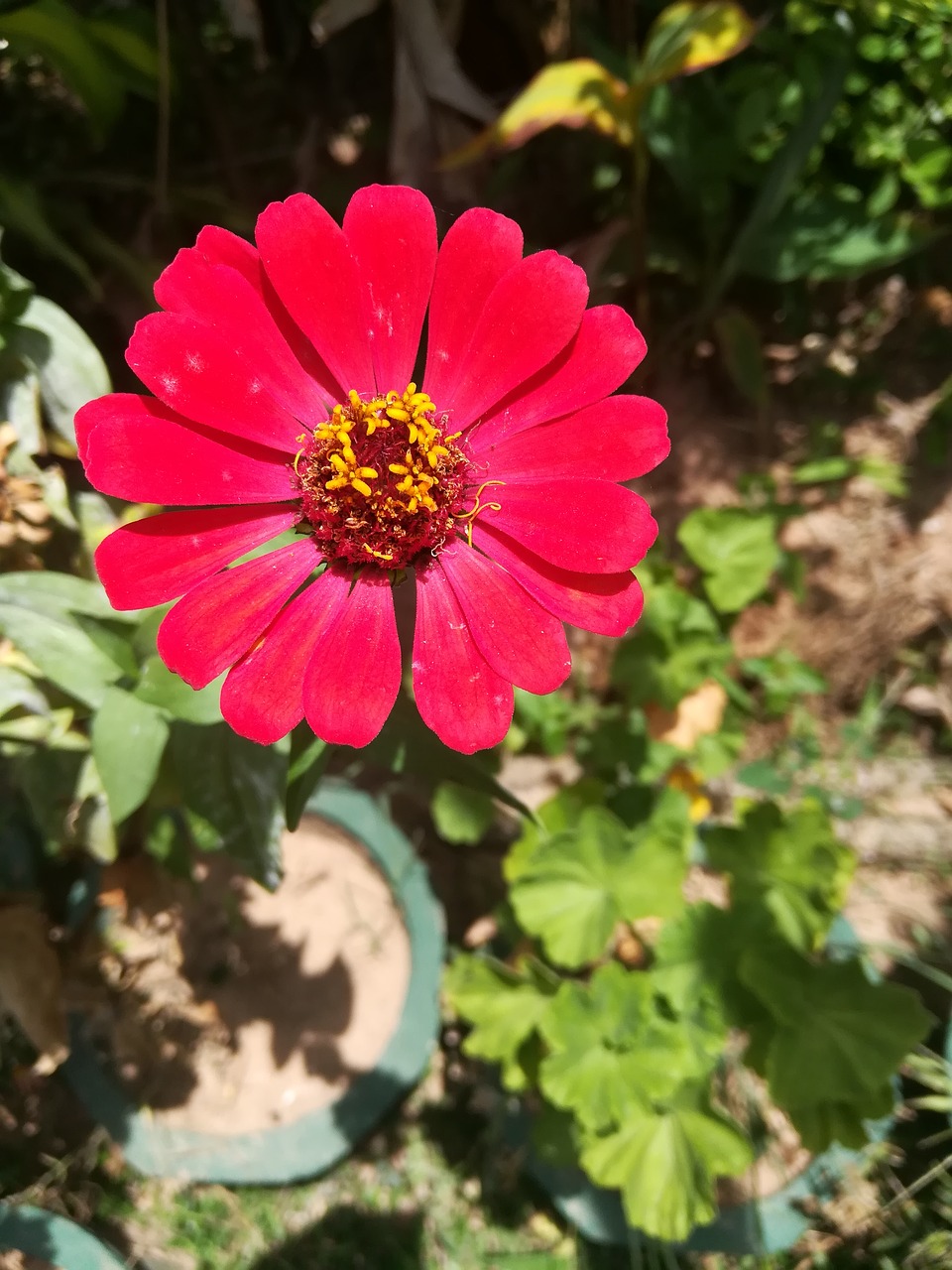 flower  nature  red free photo