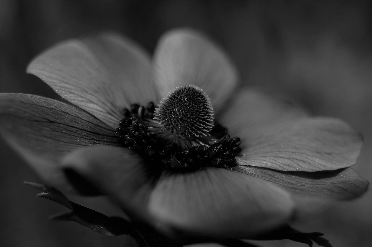 flower  black white  bloom free photo