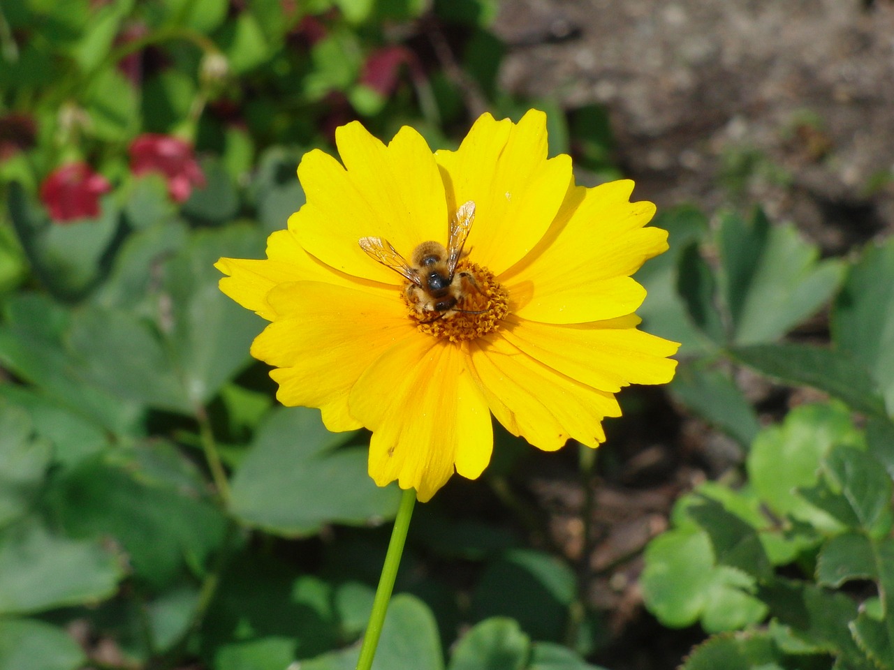 flower blossom bloom free photo