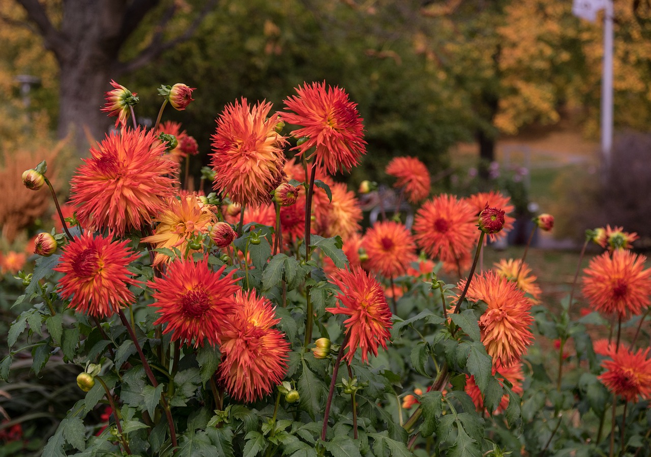 flower  dahlia  plant free photo