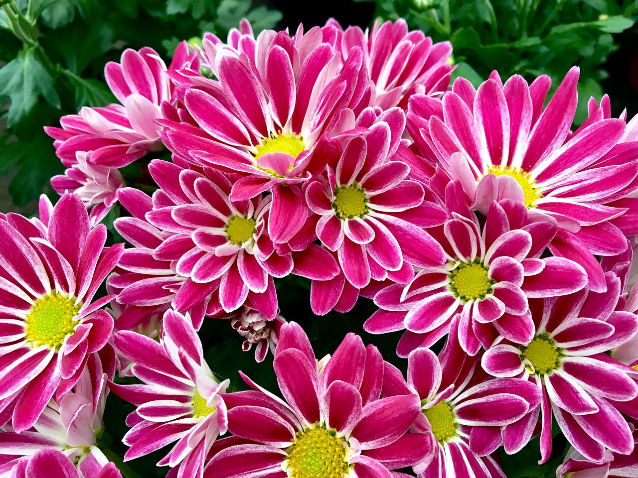 flower  pink  chrysanthemum free photo