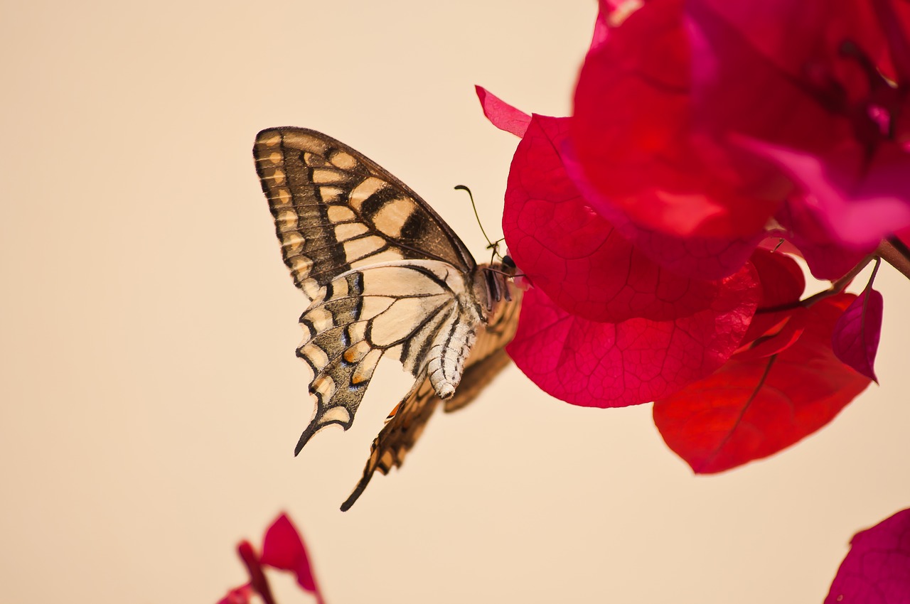 flower  butterfly  red free photo