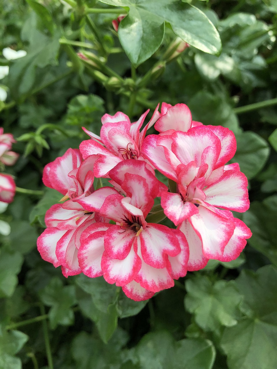 flower  pink  white free photo