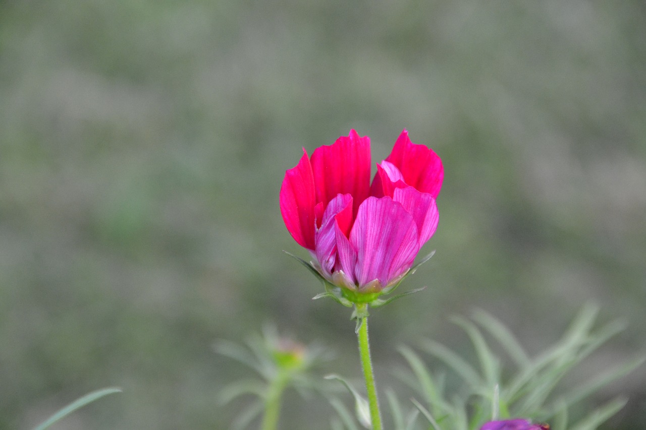 flower  petals  tulip free photo