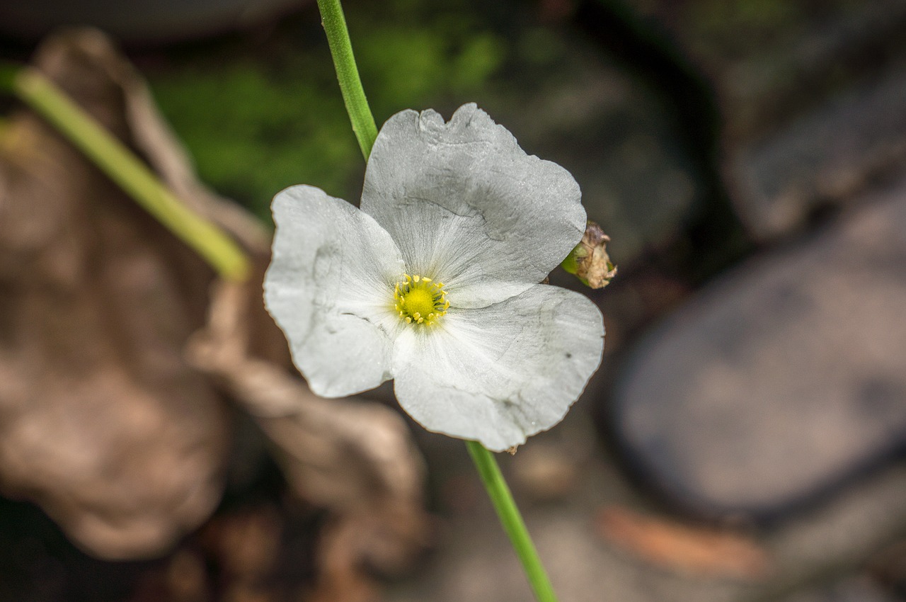 flower  plant  nature free photo