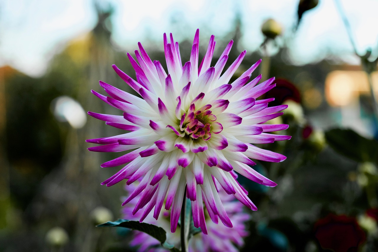 flower  bloom  blossom free photo