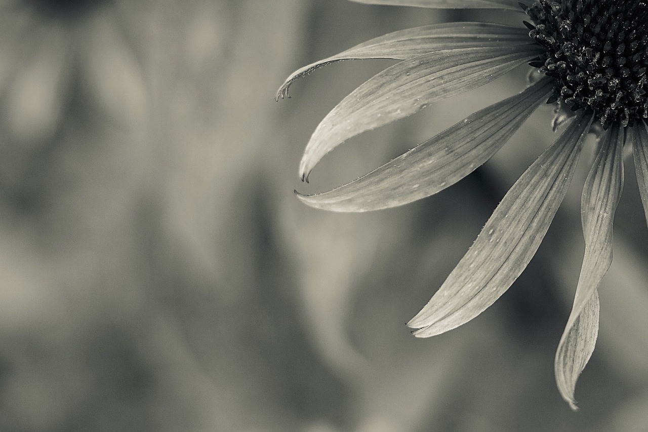 flower  bloom  blossom free photo